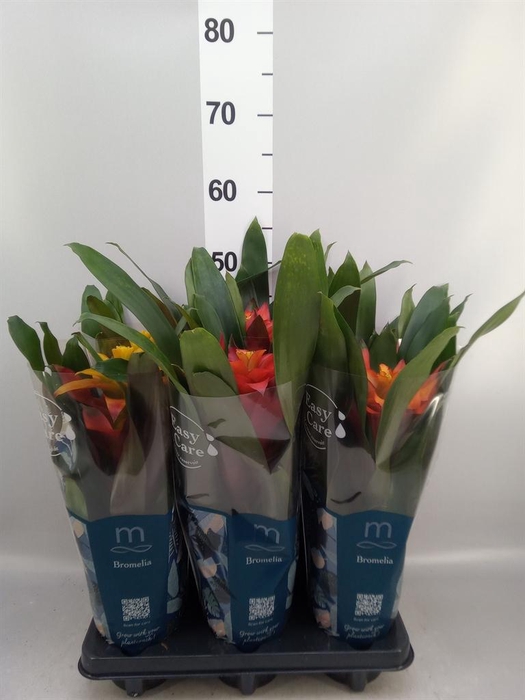<h4>Guzmania   ...mix 3</h4>