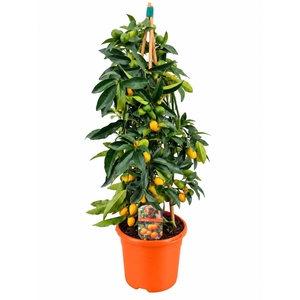 Citrus kumquat piramide