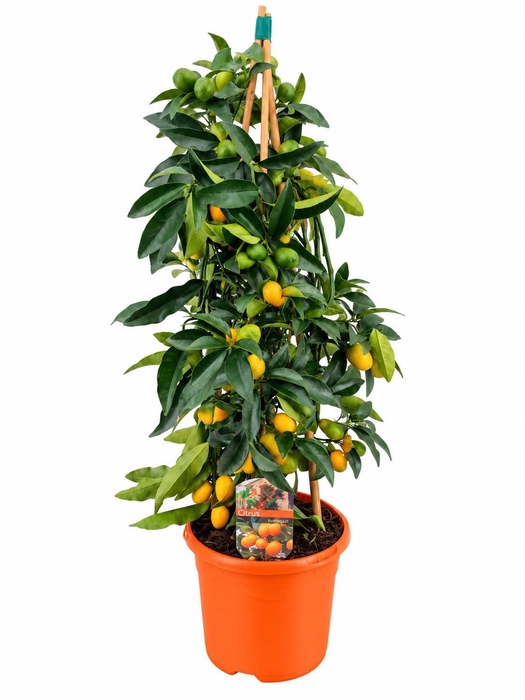 <h4>Citrus kumquat piramide</h4>