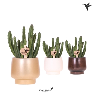 Kolibri Greens Stapelia Leendertziae in Scandic pot gold mix
