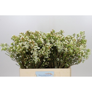 Chamelaucium Dawn Pearl