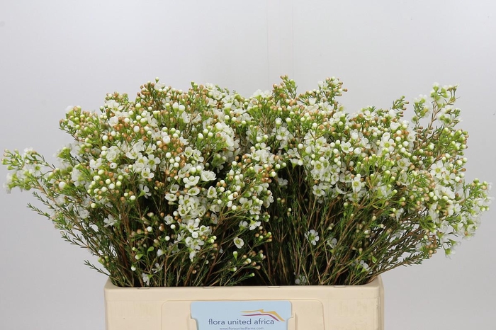 <h4>Chamelaucium Dawn Pearl</h4>