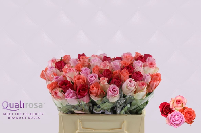 <h4>R Gr Mix Pink Panther</h4>