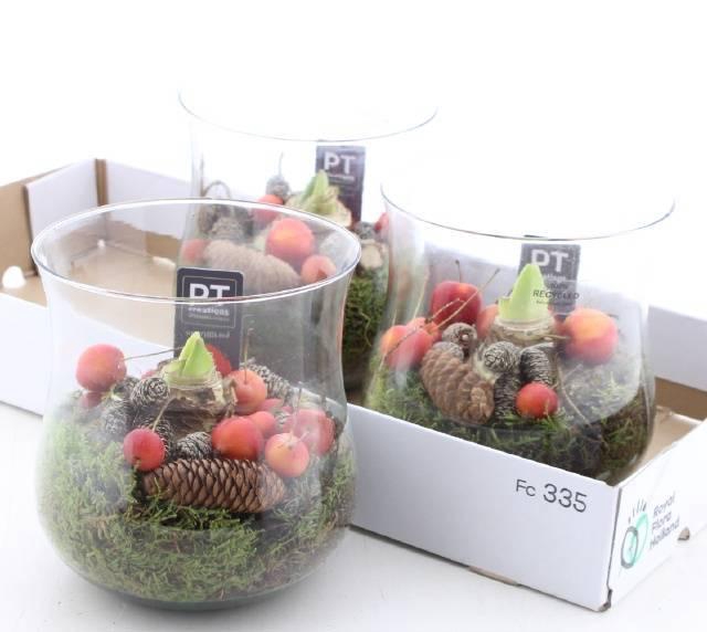 <h4>ARR BOL KNOLGEWAS</h4>