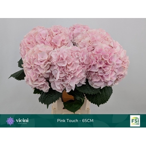 HYDRANGEA  'MY BEAU PINKTOUCH ROSE'