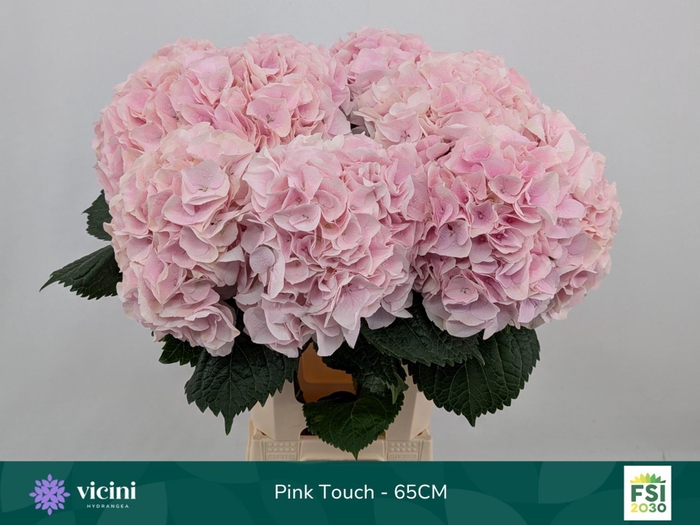 <h4>HYDRANGEA  'MY BEAU PINKTOUCH ROSE'</h4>