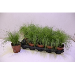 Stip Tenuifolia