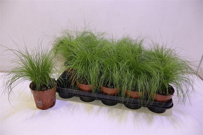 <h4>Stip Tenuifolia</h4>