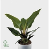 Philodendron Imperial Green P19