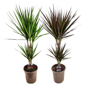 Dracaena marginata mix