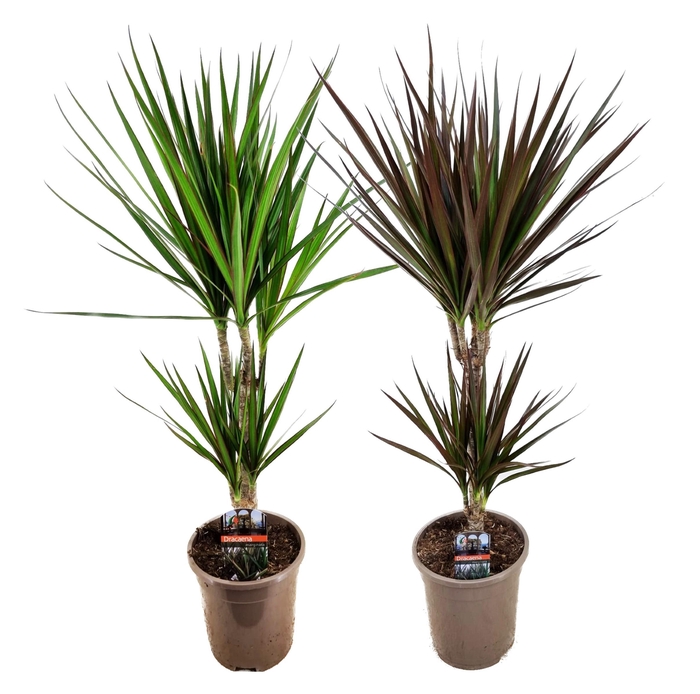 <h4>Dracaena marginata mix</h4>