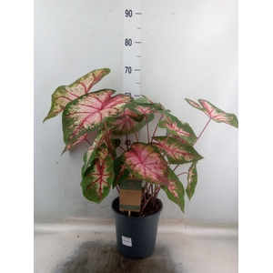 Caladium   ...