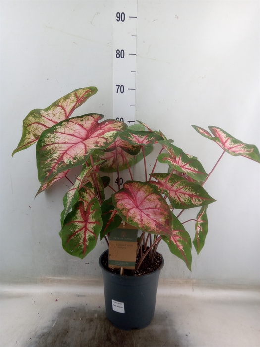 <h4>Caladium   ...</h4>
