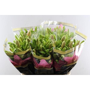 Li La Brindisi (rose) Qually