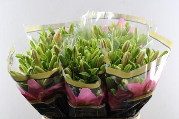 <h4>Li La Brindisi (rose) Qually</h4>