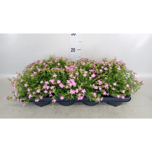 Saponaria  'Bressingham'
