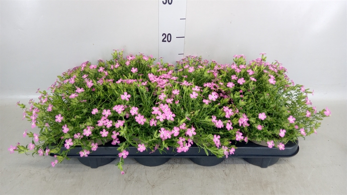 <h4>Saponaria  'Bressingham'</h4>