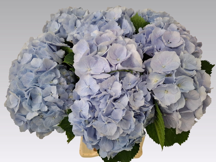 <h4>HYDR M CH VERENA BL</h4>