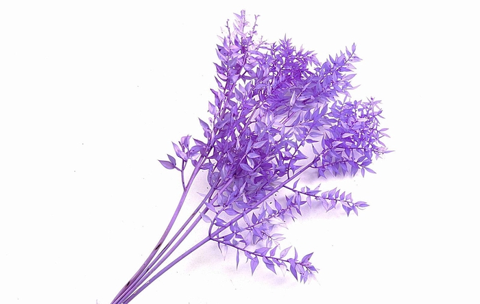 Ruscus Preserved Lilac