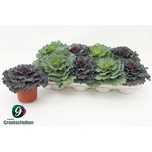 BRASSICA (SIERKOOL)