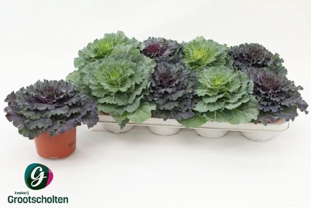 <h4>BRASSICA (SIERKOOL)</h4>