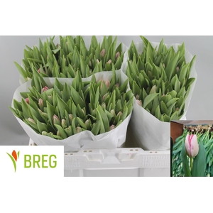 TU EN GANDERS RHAPSO