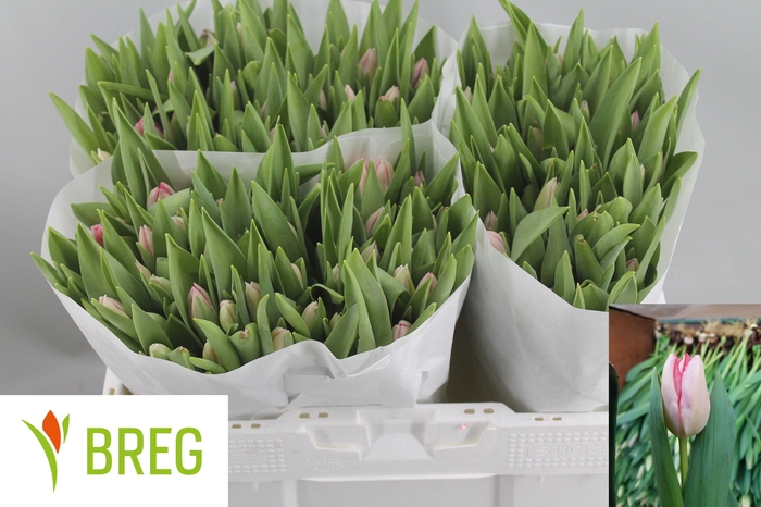 <h4>TU EN GANDERS RHAPSO</h4>