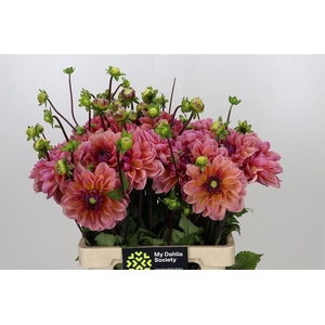 Dahlia Dalmuti Jester