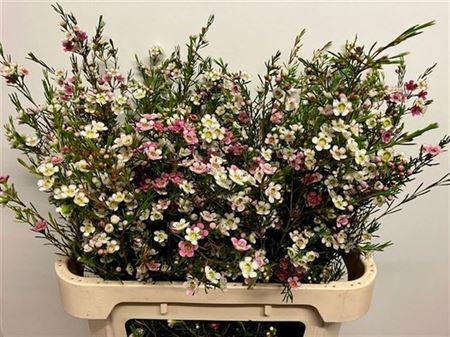 <h4>Chame Un Dual Star</h4>