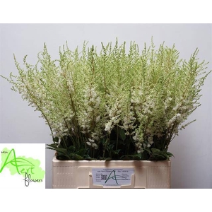 Astilbe Diamant Aert