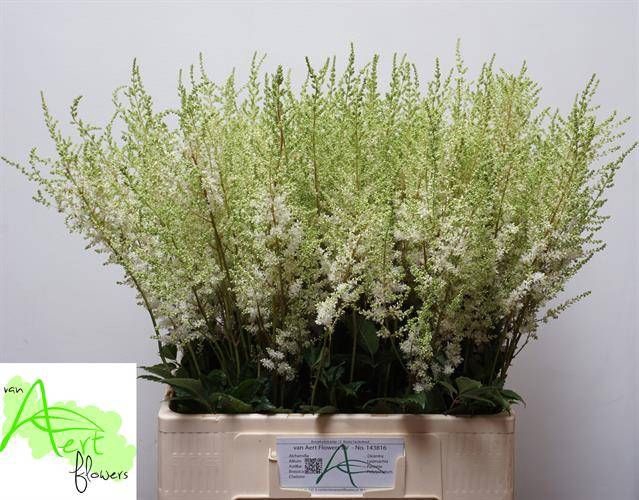 <h4>Astilbe Diamant Aert</h4>