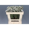 Kaaps Groen Silver Brunia