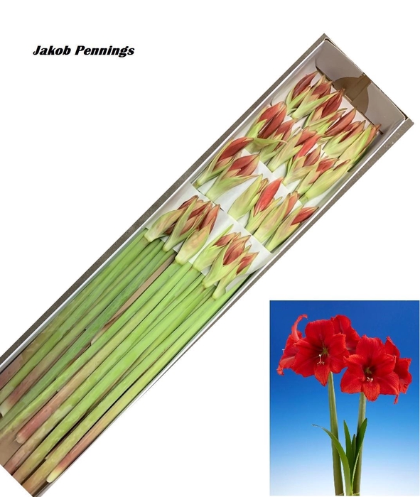 <h4>HIPP GA RED TIGER</h4>