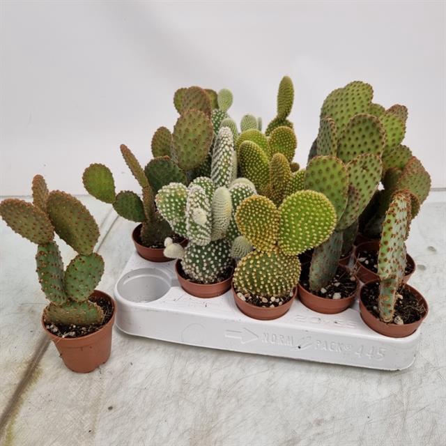 <h4>OPUNTIA MICRODASYS</h4>