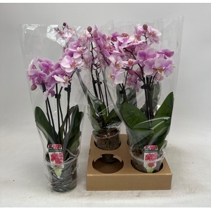 PHAL OV ROZE