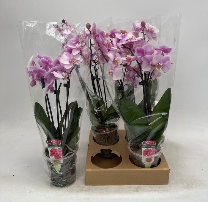 <h4>PHAL OV ROZE</h4>