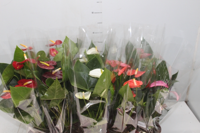 <h4>ANTHURIUM VARIADO P12</h4>