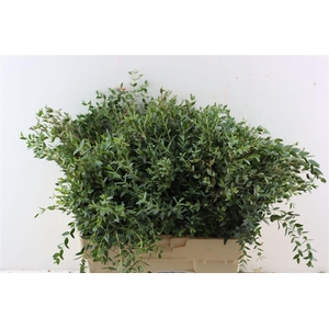 Euca Parvifolia 300gr S A P Bunch
