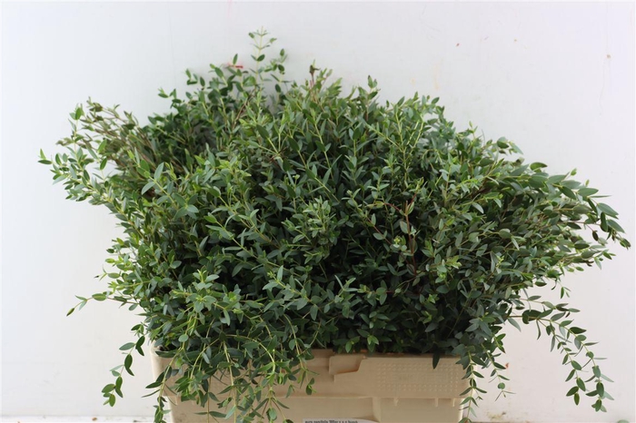 <h4>Euca Parvifolia 300gr S A P Bunch</h4>