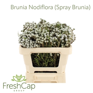 Brunia nodiflora