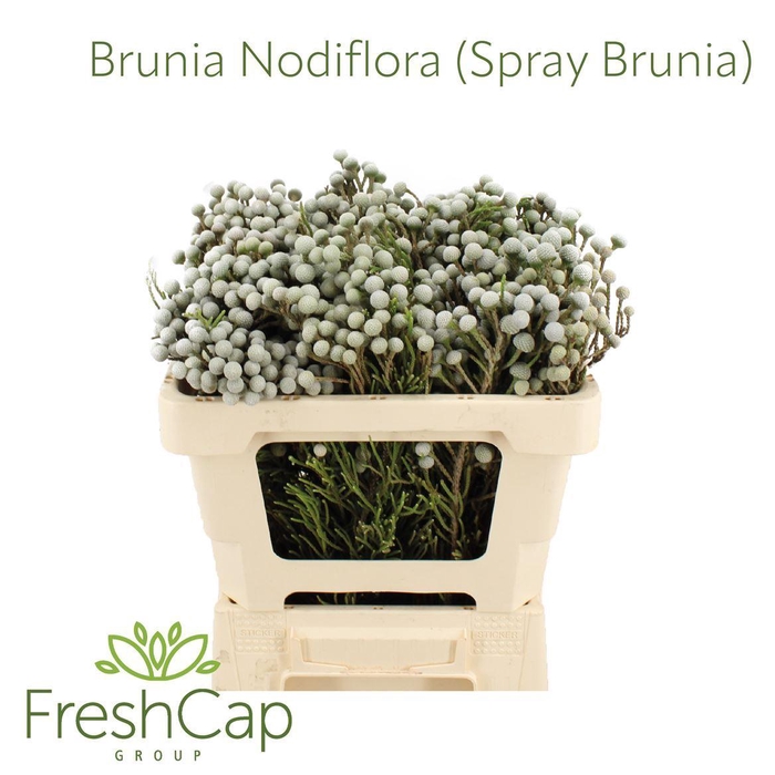 <h4>Brunia Nodiflora (Spray)</h4>