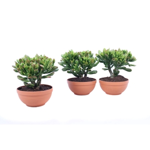 Crassula gollum sunset schaal 17 cm