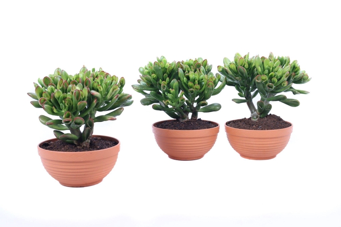 <h4>Crassula gollum sunset schaal 17 cm</h4>