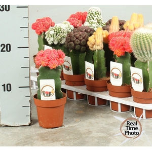 CACTUS GEM