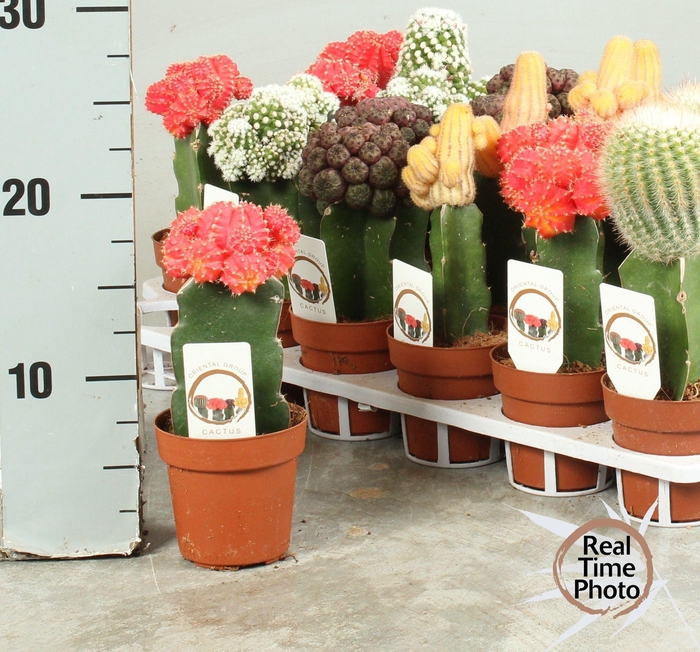<h4>CACTUS GEM</h4>