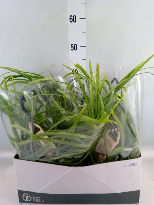 <h4>Rhipsalis   ...</h4>