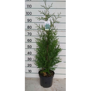 THUJA O BRABANT