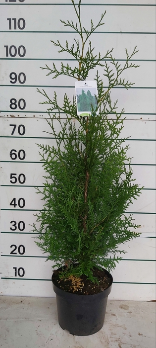 THUJA O BRABANT