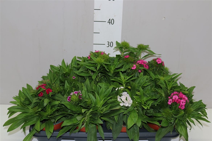 <h4>Dianthus Ba Barbarini Gemengd</h4>