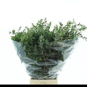 EUCA PARVIFOLIA 200GR P BS